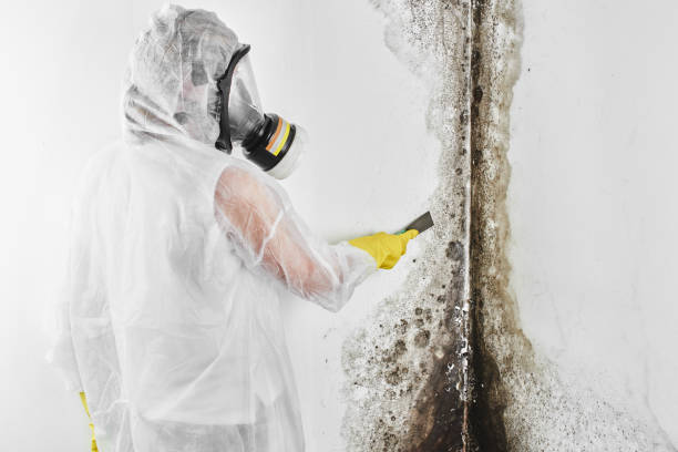 Best Basement Mold Remediation in Rogersville, MO