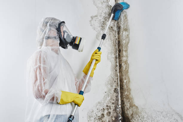 Trusted Rogersville, MO Mold Remediation Experts