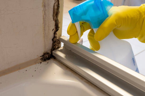 Best Mold Testing and Inspection Services in Rogersville, MO