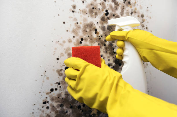 Best Residential Mold Remediation in Rogersville, MO