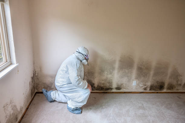 Best Mold Testing and Inspection Services in Rogersville, MO