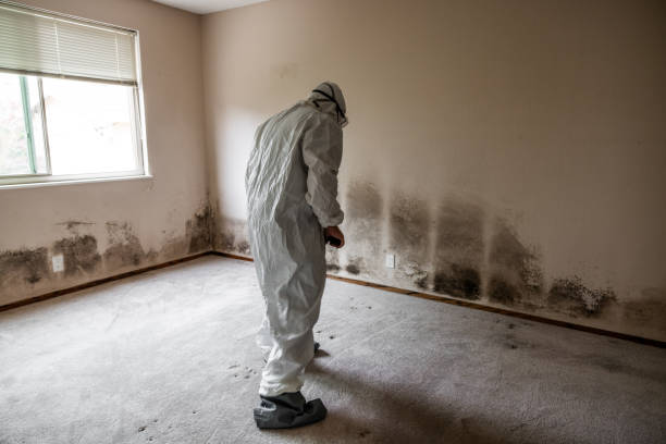Best Industrial Mold Remediation in Rogersville, MO